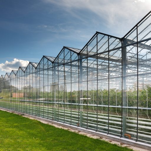 large glass greenhouse for growing tomatoes  background sky